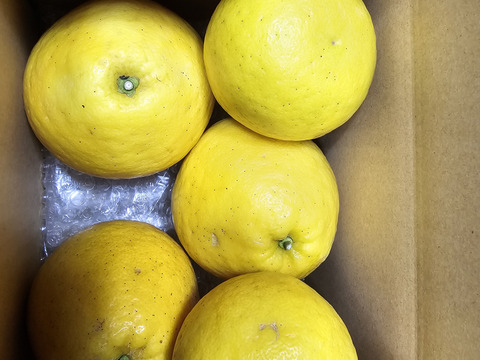 箱込約3㌔　きれいな河内晩柑　おくりものに