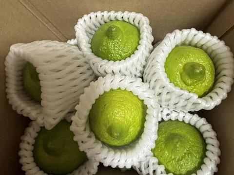 自然栽培グリーンレモン（ビラフランカ）【限定出荷】