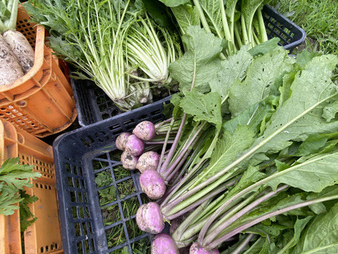 カラダが喜ぶ!!旬のお野菜セット11~15種類【おまかせ100】