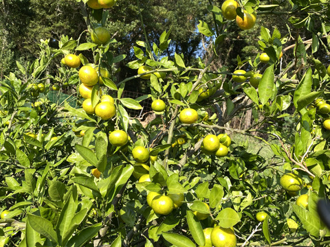 【自然栽培】早生みかん（2kg)