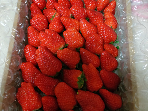 静岡県限定品種【きらぴか】1000ｇ以上　◇朝どれ完熟保証◇