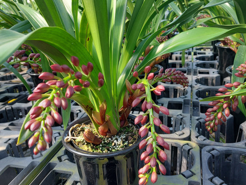 【下垂系シンビジウム】フォアゴットンフルーツ3本立