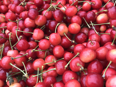 【 紅秀峰 】さくらんぼ 山形県天童産 訳あり 500g 秀•特秀【 朝どれ 】【 果肉がジューシー 】【 口コミ多数🍒 】お米とご一緒にいかがでしょうか！