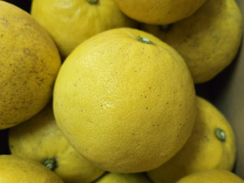 ★完全自然栽培品　熟成　文旦 5kg～　17個～
