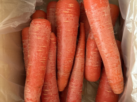 【アウトレット】冬採れ"京くれない"サイズ色々☆3.0kg【リコピンにんじん】
