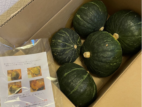 【すぐにお届】栗みたい　ホクホク粉系かぼちゃ「ジェジェＪ」　10ｋｇ（5個～6個）