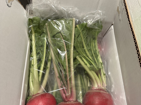 可愛い赤かぶ【もものすけ】❗️お漬物やサラダに！8本入り‼️手で皮がツルッと剥けます‼️