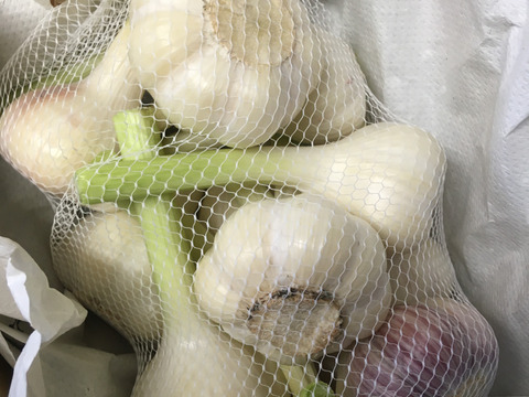 【農薬・化学肥料不使用】ゴロゴロ大玉！にんにく（約1kg／10～12玉）
