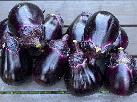 ナス界夢のコラボ！！世界1のフィレンツェナス5個　生で食べれる泉州水ナス　7個