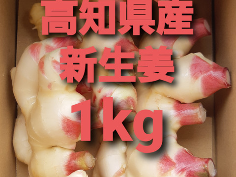 農家直送　高知県産新生姜　1kg