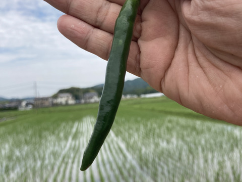 南房総市産!!フレッシュな青唐辛子（ホットパラソルＥＸ）500g
