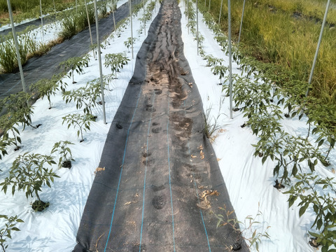 長崎県産の青唐辛子！『ホットパラソル』
たくさん食べたい人にオススメお得な1kg（約180本）