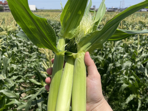 もうすぐ収穫♩採れたてヤングコーン50本以上セット！