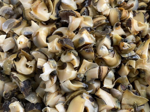 浜名湖産アカニシ貝　1kg 8〜13個