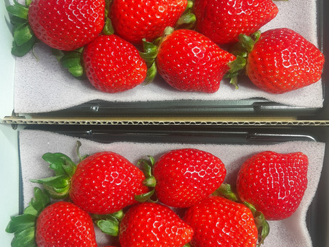 あまりん 7粒～15粒‼️