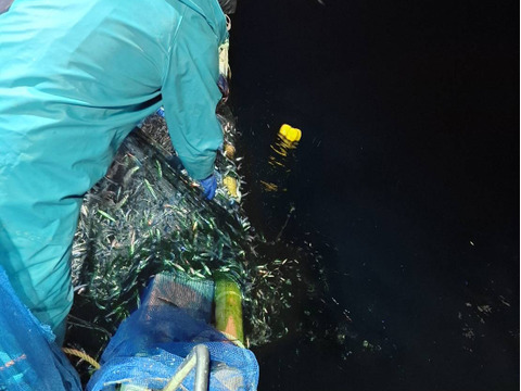 キビナゴ 生   冷凍 400ｇ