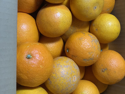 【訳あり】加工用 まどんな5kg