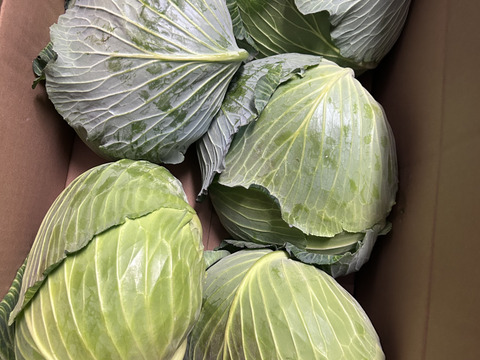 ボリュームたっぷり大玉キャベツ！　５～６玉入り　約１０㎏