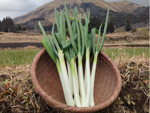 【有機JAS】甘味が乗った！南阿蘇産オーガニック白ネギ（サイズ混合2kg・約25本）