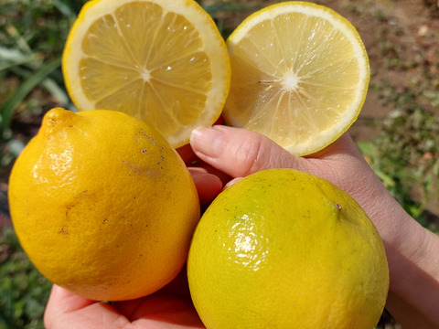 ベルガモット&レモン【希少】2kg（箱込）