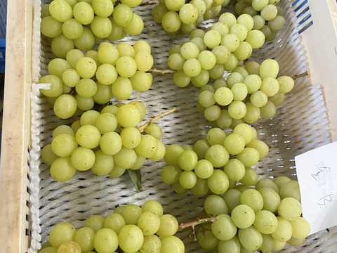 咲1歳記念Box！ Qにお任せ、家庭用詰め合わせ！3kg 箱