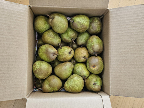 【ミニサイズ】ラフランス　規格外の小玉サイズ！約6kg