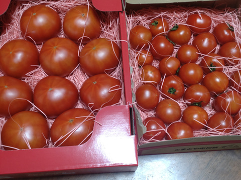 【全国トマト選手権入賞】ぜいたくトマト《冬の陣》