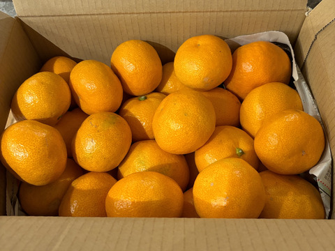 【感動のみかん】S～Mサイズ3kg とみ子ばぁばの宮川早生みかん糖度12度以上/有田産