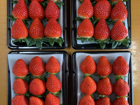 【あまりん・かおりん・べにたま】食べ比べ４パック(1Kg)🍓