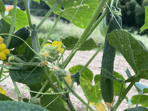 【自然栽培】きゅうり　2㎏　シャキシャキで美味しいキュウリです！（胡瓜）