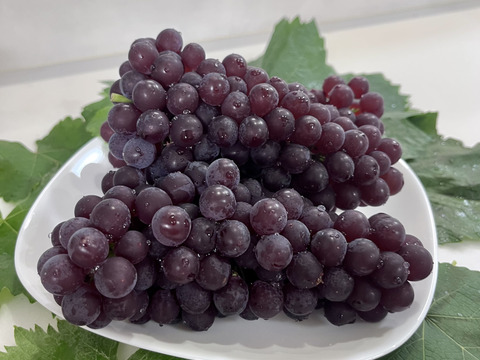 家庭用デラウェア・約1.2kg