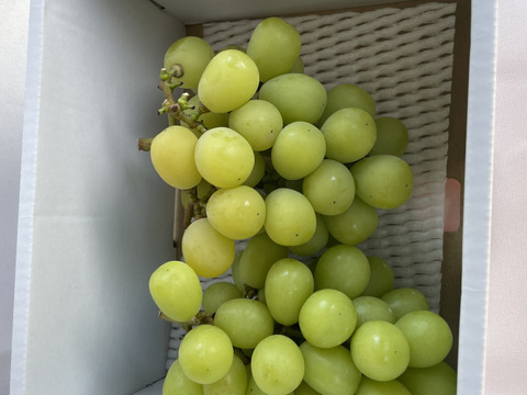 【家庭用】甘さに自信あり！ シャインマスカット