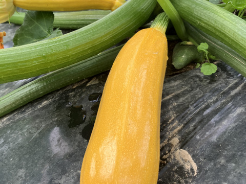 【福島県伊達地方産】朝採れキュウリとつやつやズッキーニ＋旬野菜セット〈クール便発送〉キュウリ5本+ズッキーニ4本1.8キロ