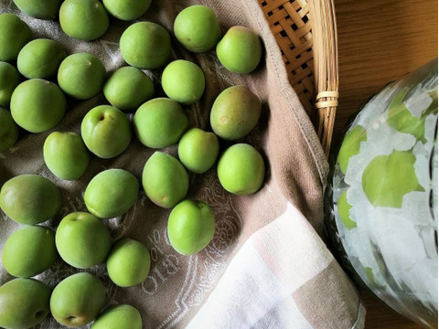 2kg 数量限定 小田原固有品種 十郎梅 青梅 小田原オリジナルの希少価値の高い一品 早い者勝ち 自家製 梅シロップ 梅酒に最適 新鮮もぎたて直送 神奈川県産 食べチョク 農家 漁師の産直ネット通販 旬の食材を生産者直送