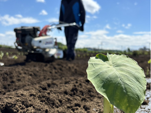 （２Ｌ）独特のぬめりとねばり！！さといも２Ｌサイズ（３Ｋｇ）