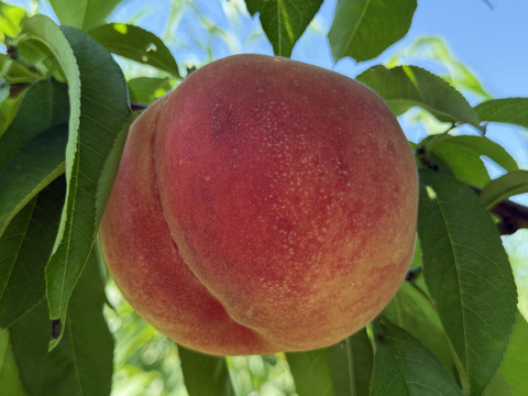 【夏ギフト】あかつき🍑もちっと甘い！朝採れ発送します