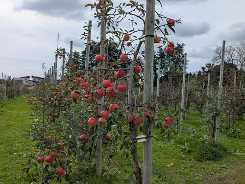 （家庭用）青森サンふじ 3kg｜訳あり・中小玉・CA貯蔵