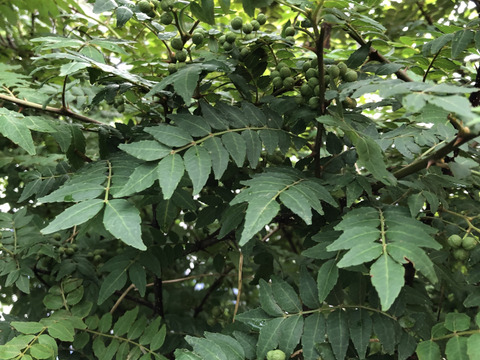 自然農栽培 山椒の実100グラム　山椒の葉もお入れしてお届けいたします採れたてをすぐ冷凍して、冷凍便でお送りいたします。
