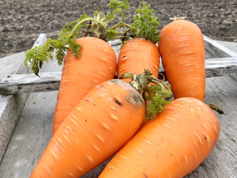 天然山わさび300g【農薬不使用雪ノ下にんじんプレゼント！】