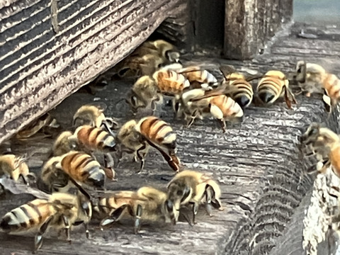 やさしい甘さの百花蜜（500g）
2025年産