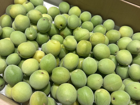 l*3様 和歌山県産 箱込20kg 青梅　M、Lサイズ中心 l*3様 和歌山県産 箱込20kg 青梅 M、Lサイズ中心（3000025900