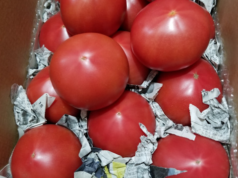 毎食トマト！バクバク食べちゃう栄ちゃんトマト　大きめ3キロ入り