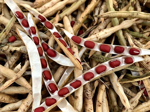 自然栽培　京丹後産　R７年産新豆　京都大納言小豆　200ｇ×２