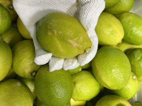 新鮮れもん【訳あり】南河内レモン 約３K