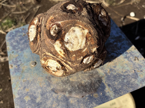 八つ頭★500g★里芋の産地で採れた美味しい八つ頭★農薬も化学肥料も不使用です