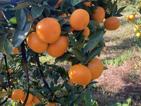 【越冬完熟・濃厚・絶品】『プレミアム田口早生みかん』　5kg