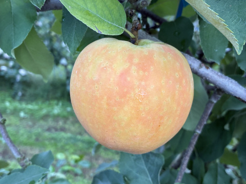 【えぇ！と驚くりんご(*º ﾛ º *)!!】ムーンルージュ 贈答品約3kg