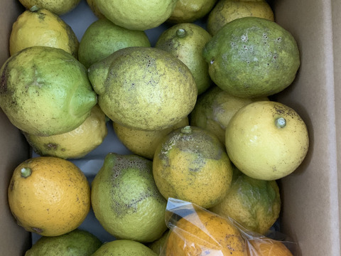 【訳あり4㌔】皮ごと美味しい！エビス農園の農薬・化学肥料不使用で栽培したレモン