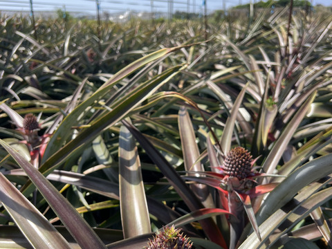 【希少】樹上完熟ピーチパイン2〜3玉🍑🍍(2kg〜)