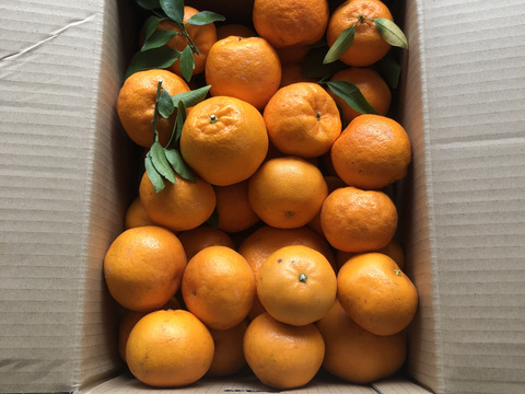 【柑橘食べ比べ】ポンカン＆はるみ！
「家庭用 約5キロ」